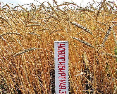 Сорт яровой пшеницы Новосибирская 31