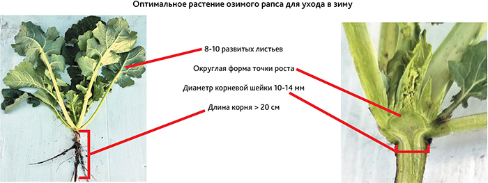 Рисунок 1