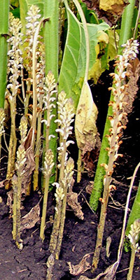 Рис. 2. Цветущие растения заразихи кумской на корнях подсолнечника