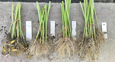 Поражение заразихой корней подсолнечника в контрольном варианте (первый слева) в сравнении с устойчивыми гибридами. Гибрид ES Bella – третий слева.