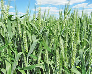 Сроки посева озимой пшеницы, когда сеять озимую пшеницу