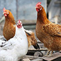 Повышение рентабельности промышленного птицеводства за счет применения кормовой добавки «Виусид-ВЕТ»