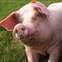 Профилактика основных болезней у свиней