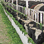 Методы контроля полноценности кормления коров