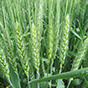 Озимая пшеница – основная культура для Волгоградской области