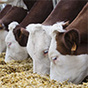 Как правильно кормить коров с высоким уровнем продуктивности?