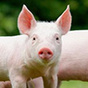 Современные системы кормления свиней