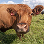 Ацидоз рубца коров и новые технологии его устранения при интенсивном силосо-концентратном кормлении