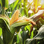 Початок в помощь. Роль кукурузы при использовании органических удобрений на основе навоза