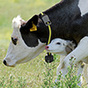 Выпойка телят молозивом: оставлять телят с коровами?