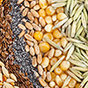 Российские производители зерна обеспечены отечественными семенами