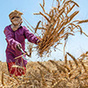 Хлебная мировая: что произойдет с мировым рынком пшеницы