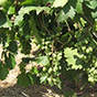 Биометод: высокая эффективность на винограде