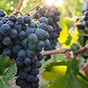 Что ждет отечественное виноградарство?