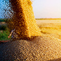 Зерно всевластия. Что мешает России стать пшеничной сверхдержавой