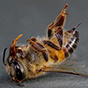 Массовая гибель пчел в России: причины и варианты решений