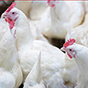 Россия наращивает объемы производства мяса птицы