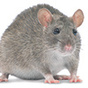 Защита от мышей и крыс в сельском хозяйстве