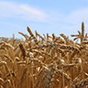 «СовЭкон» предупредил о неминуемом сокращении производства зерновых и масличных в России