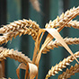 Российская пшеница дорожает почти во всех регионах