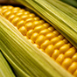 Урожай кукурузы в России в сезоне-2023/24 может стать рекордным