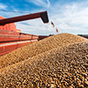 Цены на пшеницу вернутся к росту не скоро