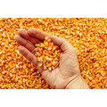 Урожай 2022 г.: пшеница, рапс, соя, подсолнечник, кукуруза, картофель. Комбикорм