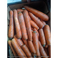 Морковь свежая корейка
