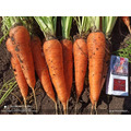 Морковь на экспорт