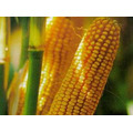 Семена гибридов кукурузы, урожая 2022г