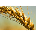 Семена пшеницы яровой Алтайская 70 элита
