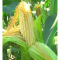 Гибриды семян кукурузы Сингента Syngenta