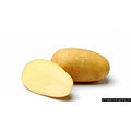 картофель семенной САМБА  элита 