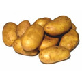 Семенной картофель из Беларуси. Картофель Уладар