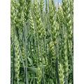 Семена озимой пшеницы Зерноградской селекции ЭС