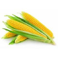 Элитные семена кукурузы Зерноградский 282 МВ, 354 МВ