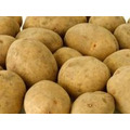 Семенной картофель из Беларуси. Доставка по всей РФ