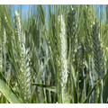 Семена пшеницы озимой твердой Агат Донской Амазонка Динас Лакомка Услада Янтарина Яхонт
