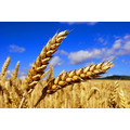 Семена озимой пшеницы   Краса Дона, Станичная, Лидия, Аскет, Танаис, Ермак, Лилит