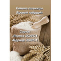 Семена яровый пшеницы сорт Ясенка.