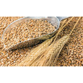 Продажа пшеницы