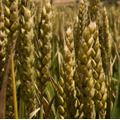Семена пшеницы озимой Богема