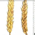 Семена пшеницы озимой Авеста