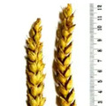 Семена пшеницы озимой Золушка