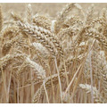 Семена пшеницы озимой Губернатор Дона