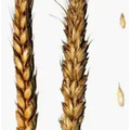 Семена пшеницы озимой Донэко