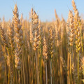 Семена пшеницы озимой Гром