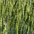 Семена яровой пшеницы Злата