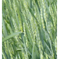 Семена пшеницы яровой Тризо