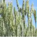 Семена яровой пшеницы Дарья